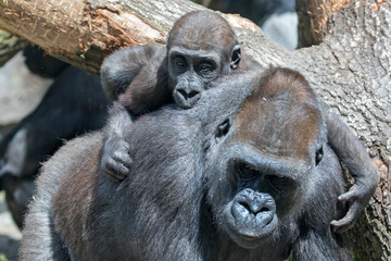 Close up portrait of young male Western Lowland Gorilla on the back of his mother