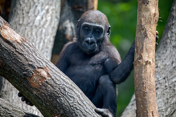 Obraz premium Close up portrait of young male Western Lowland Gorilla (Gorilla Gorilla Gorilla)