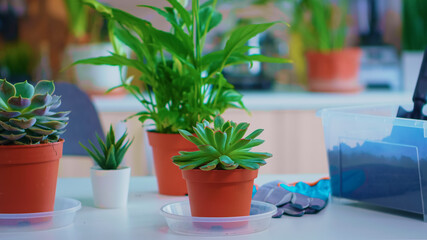 Closeup of flowers on kitchen table prepared for planting at home. Using fertil soil with shovel white ceramic flowerpot and flowerhouse plants ready to be plant at home house gardening for decoration