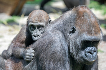 Obraz premium Close up portrait of young male Western Lowland Gorilla on the back of his mother