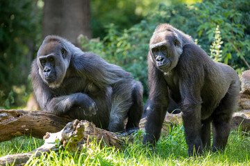 Close up portrait of a mother and daugther Western Lowland Gorilla (Gorilla Gorilla Gorilla)
