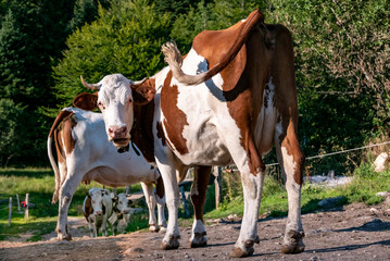 Obraz premium Vache sur le chemin