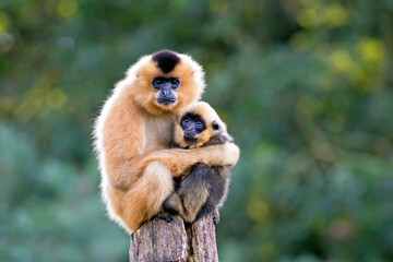 close image of Yellow Cheeked Gibbon monkey (Nomascus Gabriallae) mother with child in the forest - 381895459