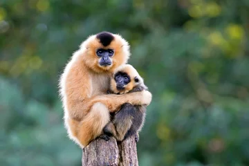 Foto op Aluminium close image of Yellow Cheeked Gibbon monkey (Nomascus Gabriallae) mother with child in the forest © Edwin Butter