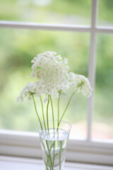 レースフラワー