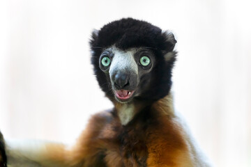 crowned sifaka (Propithecus coronatus) in bright sunlight outdoors, close up shot