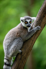 Close up of Ring Tailed Lemur (lemur catta)