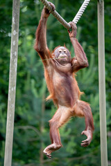Bornean orangutan (Pongo pygmaeus) close-up portrait on background © Edwin Butter