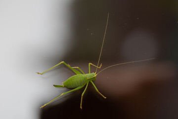 Grashüpfer auf einer Glasscheibe