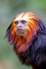 Golden-headed lion tamarin (Leontopithecus chrysomelas)