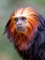 Golden-headed lion tamarin (Leontopithecus chrysomelas)