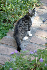 Obraz premium 子猫