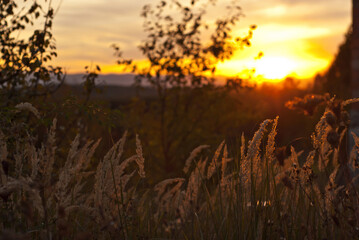 Sunset on nature. The sky is glowing with colorful hues. Silhouettes of trees and shrubs in the foreground.