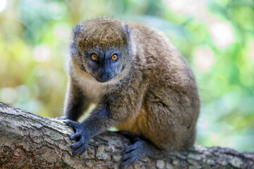 Close up shot of a Red-bellied lemur (lemur rubriventer)
