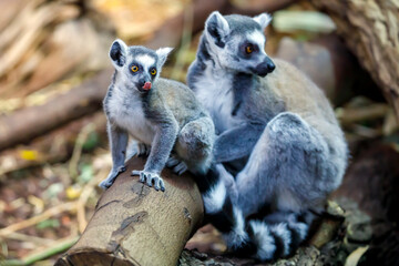 Close up of Ring Tailed Lemur (lemur catta)
