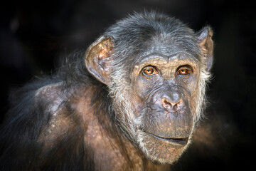 Close up portrait of Chimpanzee (Pan Troglodytes)