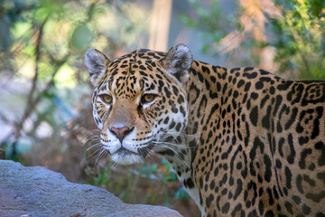 Fototapeta na wymiar Closeup portrait of Jaguar (Panthera Onca) on blurred background