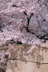 大阪城の石垣と桜