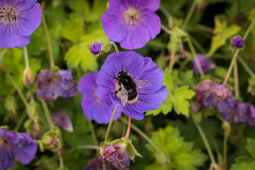 Fototapeta premium Lila Blume mit Hummel