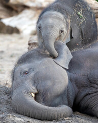 Young Asian elephants (Elephas maximus) playing