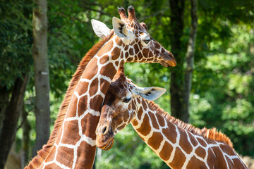 giraffe (Giraffa camelopardalis reticulata) animals together in summer nature - 381896225
