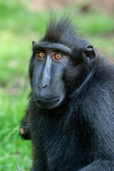 crested black macaque (macaca nigra) in nature