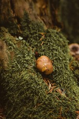 A small, young fungus boletus (bolete) growing in moss and needles