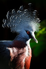 Fototapeta na wymiar Victoria crowned pigeon (Goura victoria)