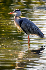 A Grey Heron (Ardea cinerea) standing in water