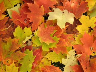 
Fall colors, maple leaves