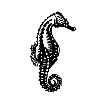 Seahorse sketch style. Sea animal vector vintage illustration
