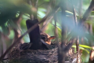 Song thrush brooding on the nest in a rhododendron bush