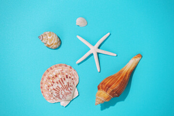 Seashells on blue background, top view