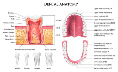 Tooth Anatomy Infographics