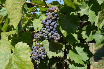 grapes on vine