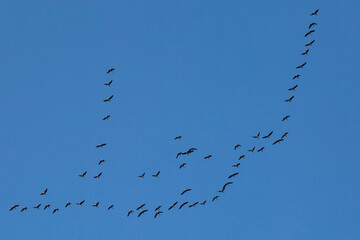 Geese in Flight