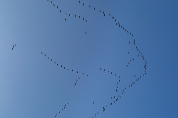 Geese in Flight