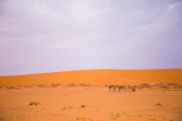 Fototapeta na wymiar Pack of camels in sandy desert