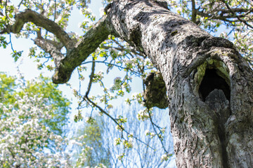 Old apple tree trunk 