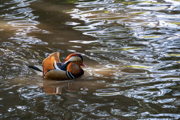 Mandarin duck (Aix galericulata) on the lake at Tilgate Park in Sussex