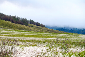 Beautiful savanna around Mount Bromo