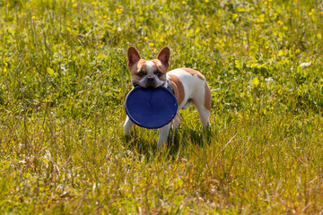 French bulldog che si allena con il frisbee al parco.