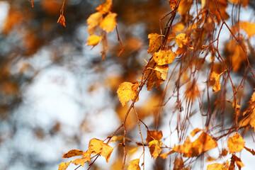 Autumn landscape. Autumn tree leaves sky background.