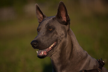 Dog of breed Thai Ridgeback gray color, male