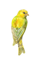 rear view of yellow pretty bird looking away isolated on white background. watercolor painting