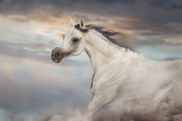 Obraz na płótnie Canvas Grey arabian horse run free on desert dust