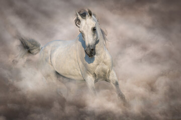 horse in the snow