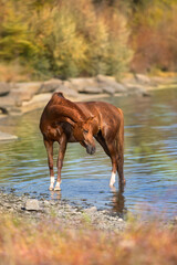 Beautiful red horse portrait in water
