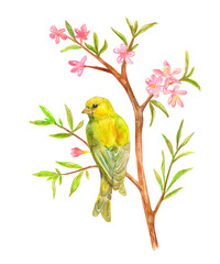 rear view of yellow pretty bird sitting on branch of flowering tree looking away, isolated on white background. watercolor painting
