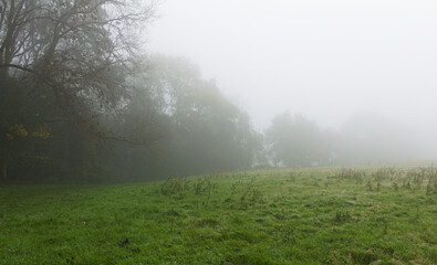 Obraz na płótnie Canvas misty morning meadow hill forest